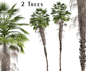 Set of Mexican fan palm (Washingtonia robusta)