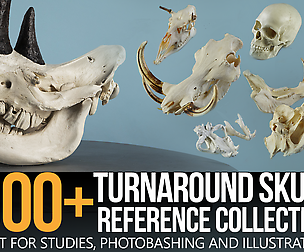 1000+ Skull Reference Collection (Pt. II)
