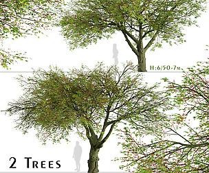 Set of Brachychiton acerifolius Trees (Flame)