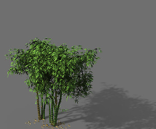 Ming Dynasty-Guozijian-Bamboo 12