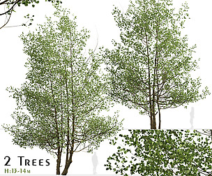 Set of Black Alder Trees (Alnus glutinosa)