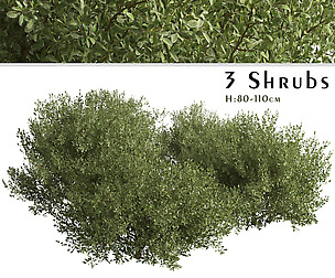 Set of Buxus bodinieri Shrubs (Buxus) (3 Shrubs)