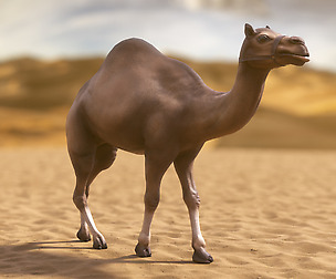 Desert Camel