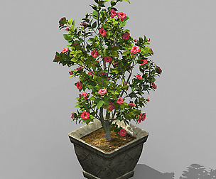 Tang-South-Bonsai 02