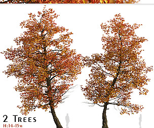 Set of Acer Buergerianum Trees (Trident maple)