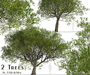 Set of Acacia Trees (Australian blackwood)