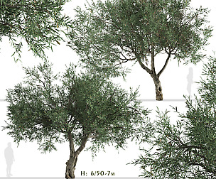 Set of Olive Tree (Olea europaea) (2 Trees)