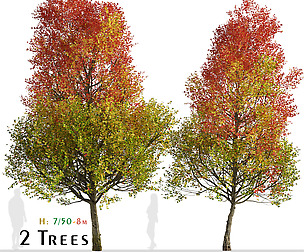 Set of Freeman Maple Trees (Acer freemanii)