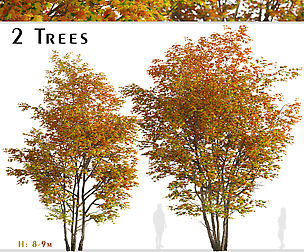 Set of Silver maple Tree (Creek maple) (2 Trees)