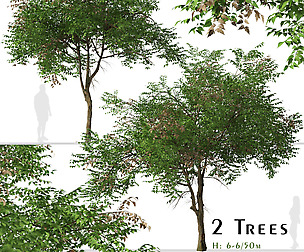 Set of Koelreuteria paniculata Trees (Golden rain)