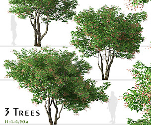 Set of Acer tataricum Trees (Tatarian maple)