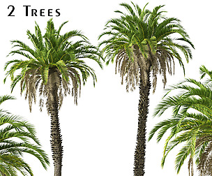 Set of Canary Island palm (Phoenix canariensis)