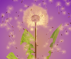 dandelion
