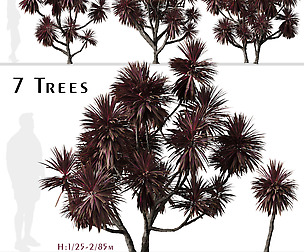 Set of Cordyline australis Trees (Cabbage Tree)