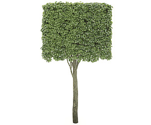 shaped tree