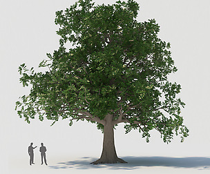 tree003