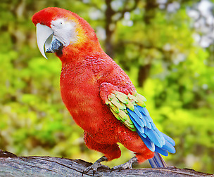 Parrot