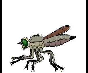 Robber Fly