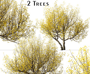 Set of Cornus mas Trees (Cornelian cherry)