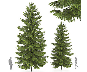 Abies tree, pine tree
