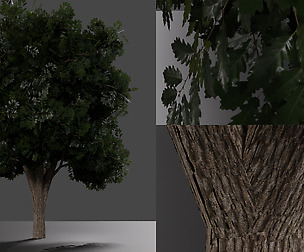 Realistic oak medium size