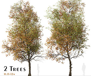 Set of Liquidambar formosana Trees (Formosan gum)
