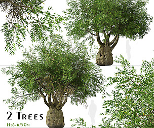 Set of brachychiton Rupestris Trees (Queensland)