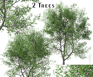 Set of American Beech Trees (Fagus grandifolia)