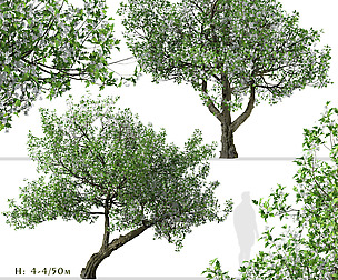 Set of Crataegus monogyna Trees (Common hawthorn)