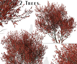 Set of Cotinus Grace Trees (Smoke Tree) (2 Trees)