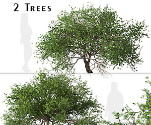 Set of Larix kaempferi Trees (Japanese larch)