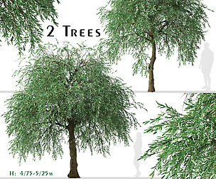 Set of Pyrus salicifolia Trees (Silver Pear)