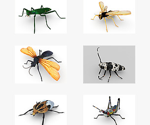 Insects bundle