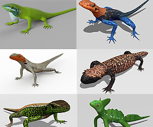 Lizards bundle