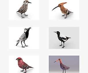 European birds bundle