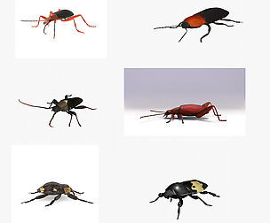 Beetles bundle