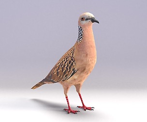 Spotted dove