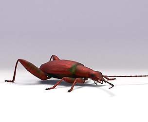 Leaf beetle