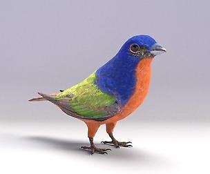 Painted Bunting