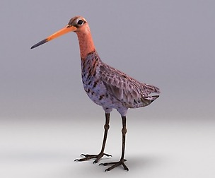 Black-tailed Godwit