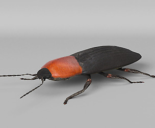 Cardiophorus Gramineus Beetle