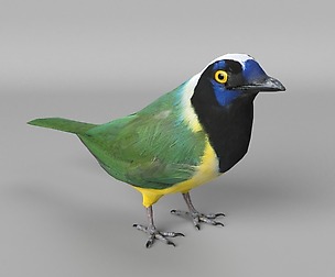 Inca jay Cyanocorax yncas
