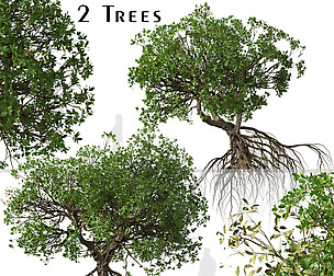 Set of Rhizophora apiculata Trees (Mangrove)