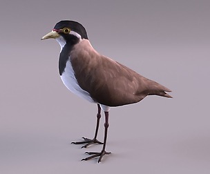 Banded Lapwing Vanellus tricolor