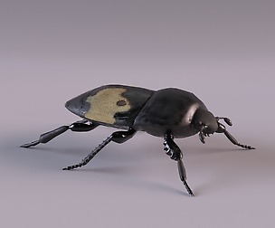 Saprinus interruptus beetle