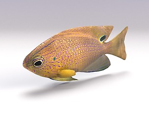 Damselfish