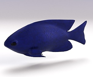 Blue Damselfish