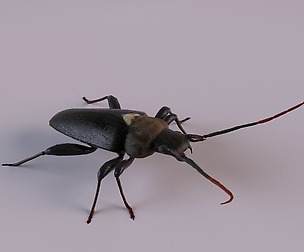 Longhorn Beetle