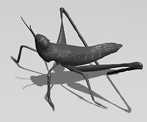 Cricket