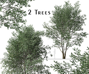 Set of Downy Birch Trees (Betula pubescens)